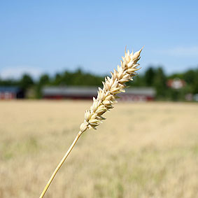 Swedish farm